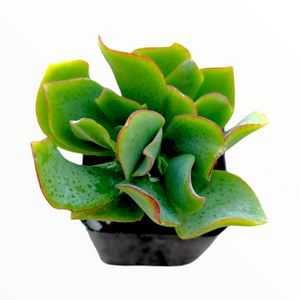 Green succulent with thick, wavy leaves and reddish edges in a black pot.