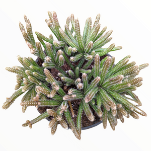 Top-down view of a dense green cactus with many slender, finger-like stems and small white spines.