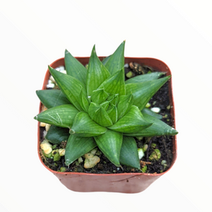 Overhead view of a green succulent with pointed leaves in a square brown pot.