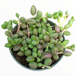 String of Watermelons plant in a green pot, viewed from above, showing plump green teardrop leaves with dark stripes.