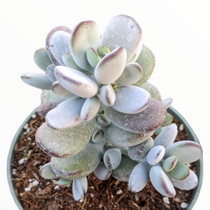 Top-down view of a succulent with thick, pale green and grayish-blue leaves featuring reddish margins in a pot.