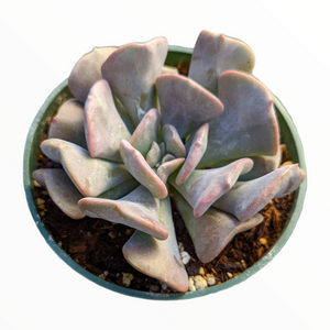 Overhead view of a succulent with thick, ruffled, grayish-purple leaves in a green pot.