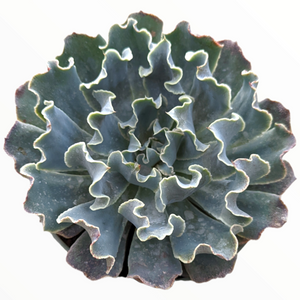 Top-down view of a blue-green succulent with heavily ruffled leaves and dark purple edges on white background.