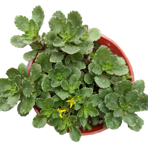 Top-down view of green succulent with scalloped leaves and tiny yellow flowers in a terracotta pot against a white background.