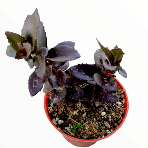 Succulent plant with dark purple, scalloped leaves in a small red pot on a white background.