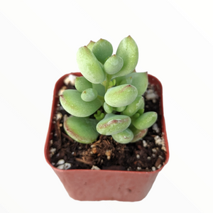 Green succulent in a small square pot with soil, isolated on a white background.