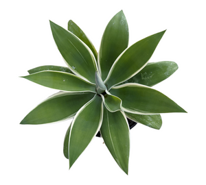 Overhead view of an agave plant with green, pointed leaves edged in white.
