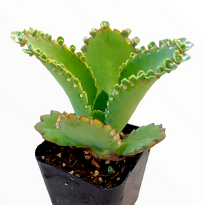 Green succulent with scalloped leaf edges carrying tiny plantlets, planted in a small black pot.