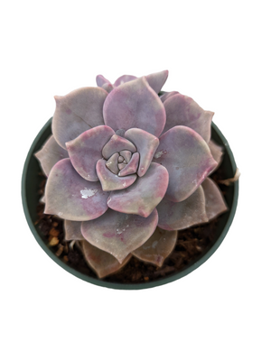 Top-down view of a purple Echeveria succulent in a green plastic pot filled with soil.