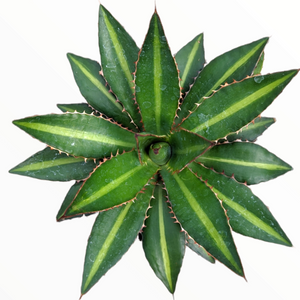 Top-down view of a star-shaped agave plant with dark green leaves, light green center stripes, and reddish thorns.