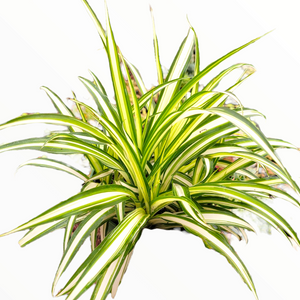 Spider plant with long, arching green and white variegated leaves on a white background.