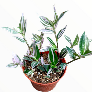 Tradescantia Nanouk in a brown pot, with green, white, and pink striped leaves.