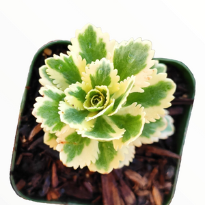 Top-down view of a variegated succulent with scalloped green and yellow-white leaves in a small square pot.