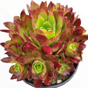 A bushy rosette succulent with bright green centers and deep red tips in a pot.