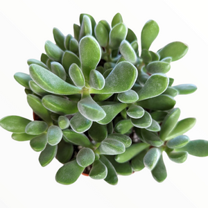 Top-down view of a green fuzzy succulent with thick, rounded leaves on a white background.