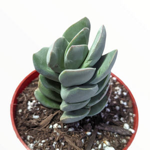 A stacked green succulent in a round red pot with soil.