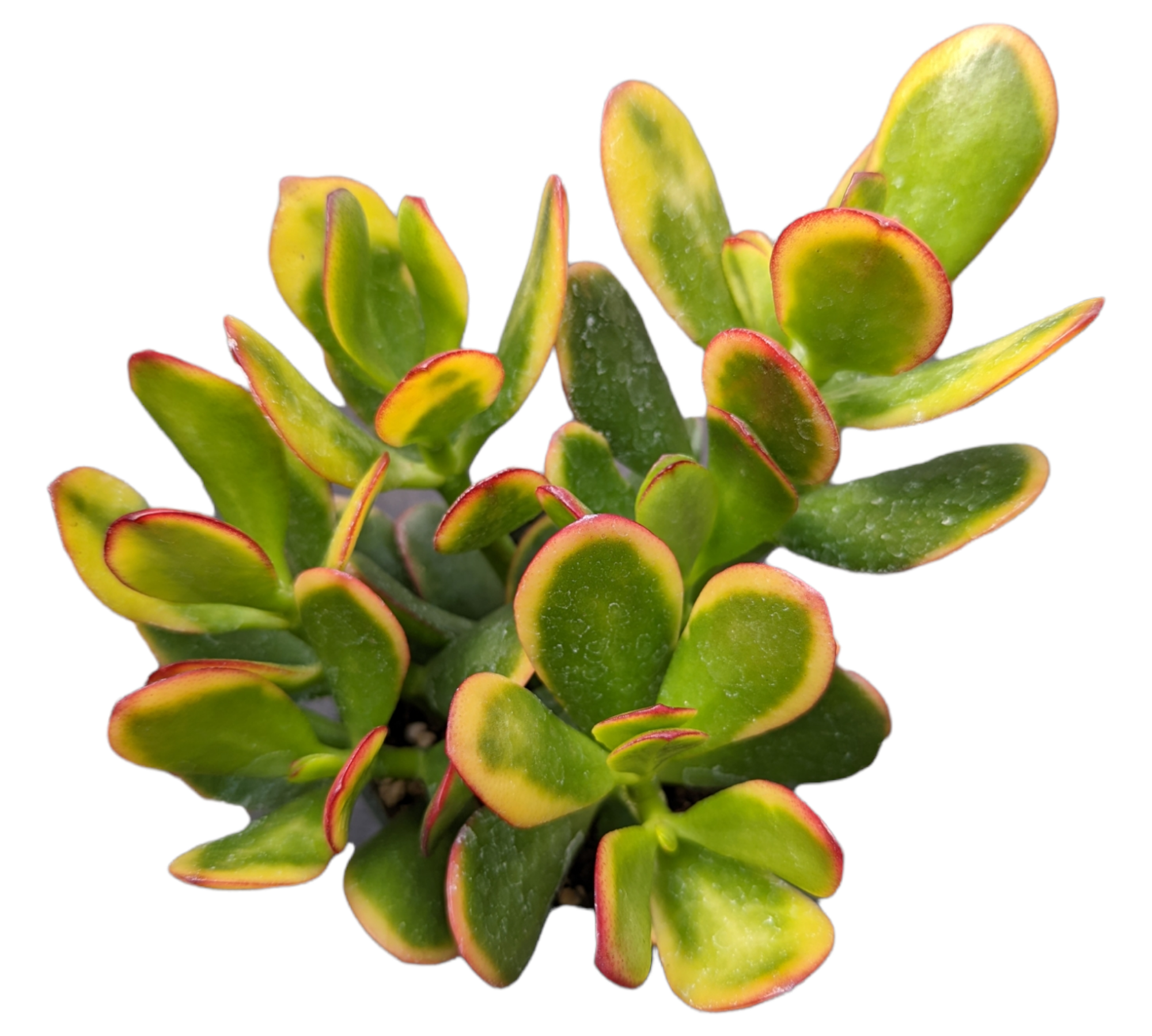 6