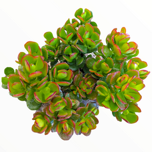 Overhead view of a jade plant with plump green leaves edged in vibrant red, on a white background.