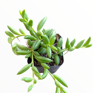 Overhead shot of a trailing green succulent with teardrop-shaped leaves in a square black pot on white.