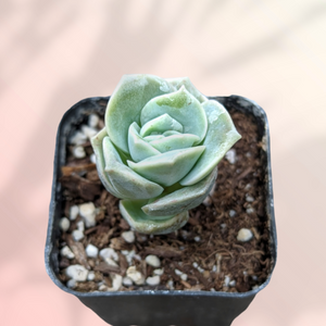 Top-down view of a light green echeveria succulent in a small black pot filled with soil and perlite.