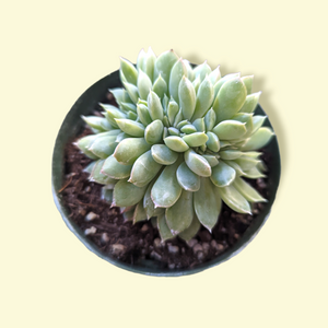Top-down view of a light green echeveria succulent with plump leaves planted in a small pot with soil.