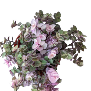 Top-down view of a Callisia repens 'Pink Lady' plant with trailing stems and small pink and green leaves in a pot.