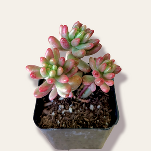 A potted succulent plant with plump, oval leaves shaded in green and pinkish-red.