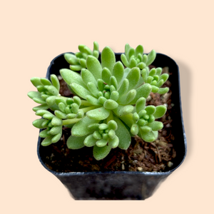 Light green fuzzy succulent in a black square pot.