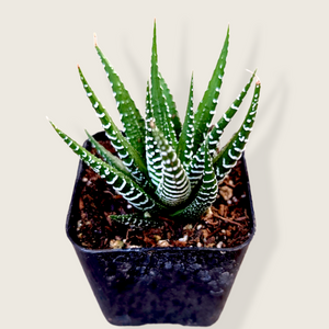 Haworthia succulent with pointy green leaves featuring horizontal white stripes, in a black square pot.