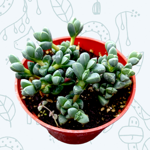 A top-down view of a Corpuscularia lehmannii succulent in a red pot with soil.