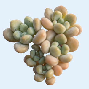 A cluster of plump, rounded succulent leaves in pale green and peach tones against a light background.