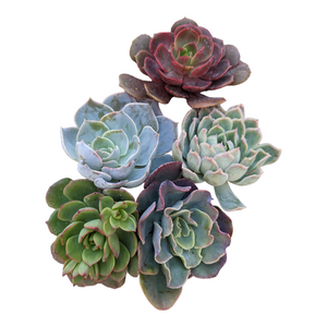 Five colorful echeveria succulents in shades of green, blue-gray, and deep burgundy on a white background.