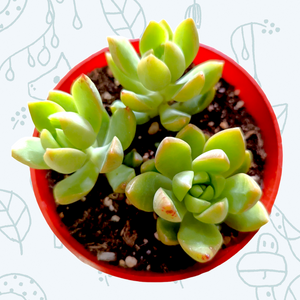 Overhead view of three light green succulents in a round red pot with dark soil.