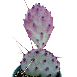 A pink and green prickly pear cactus with two pads and long spines, planted in a pot.