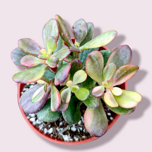 Top-down view of a small succulent in a red pot with thick, green and reddish-pink leaves.