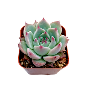 Overhead view of a pale green and pink echeveria succulent in a small square pot.