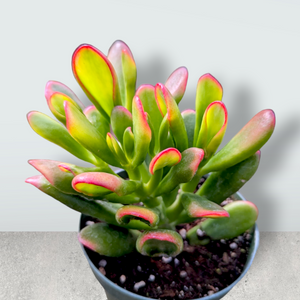 Ogre Ear succulent plant with thick green leaves tipped in bright red, in a small pot.