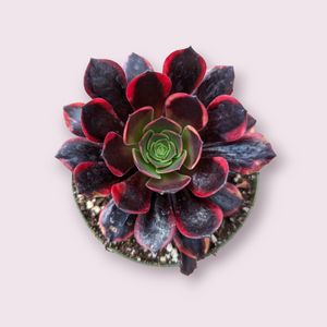 Top-down view of an Echeveria succulent with dark purple, red-edged leaves and a bright green center rosette.