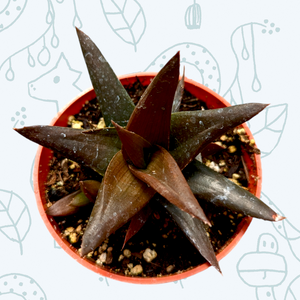 Top-down view of a dark brown succulent in an orange pot against a light blue patterned background.