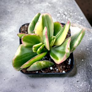 Variegated succulent with thick green, cream, and pink-edged leaves in a square black pot on a gray surface.