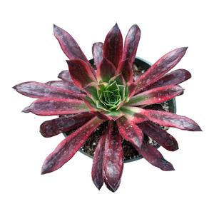 Top-down view of an Aeonium succulent with dark red, pointy leaves and a vibrant green center, in a pot.