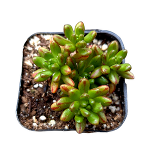 Top-down view of green succulent with red-tipped plump leaves in a square pot.