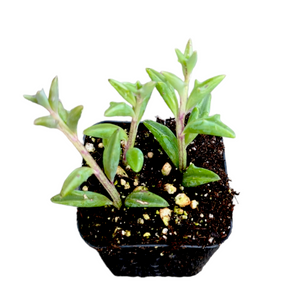 Small green succulent plant with pointed leaves in a square black pot against a white background.
