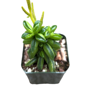 Potted green succulent with fleshy, teardrop-shaped leaves and tall yellow flower spikes in a square nursery pot.