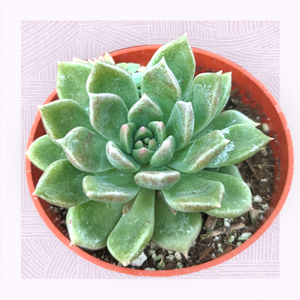 Green succulent with thick, pointed leaves in an orange plastic pot.