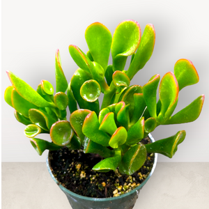 Ogre Ear Succulent in a pot with green, tubular leaves tipped in red.