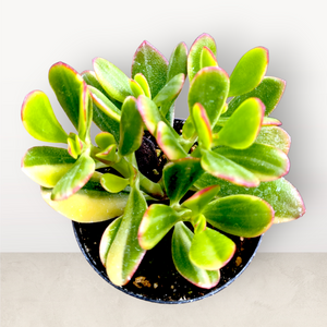 Top-down view of a jade plant with thick green and yellow leaves edged in red, in a black pot.