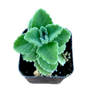 Top-down view of a small succulent with fuzzy, scalloped green leaves in a black pot.