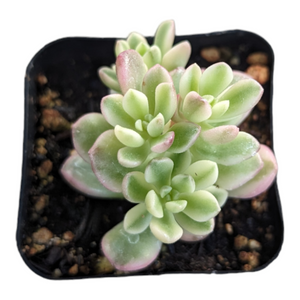 Top-down view of a light green and pink variegated succulent in a black square pot with soil.