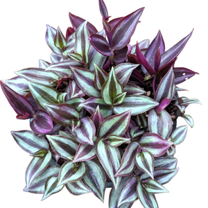 Top-down view of a Tradescantia zebrina plant featuring pointed, striped leaves in deep purple and silvery green.